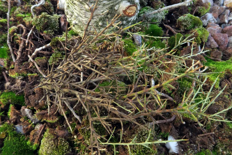 Arnaudiella genistae 1 - IMG_4662